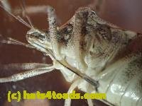 /home//u458753944/public_html/sourcegallery///////////Insects and small critters/aphids cicadas lanternflies and true bugs (Hemiptera)/PC250094.JPG